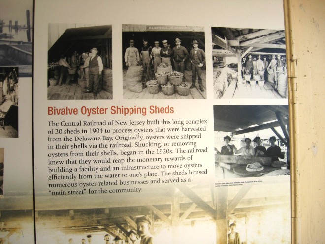 Oyster Shipping Sheds Bivalve